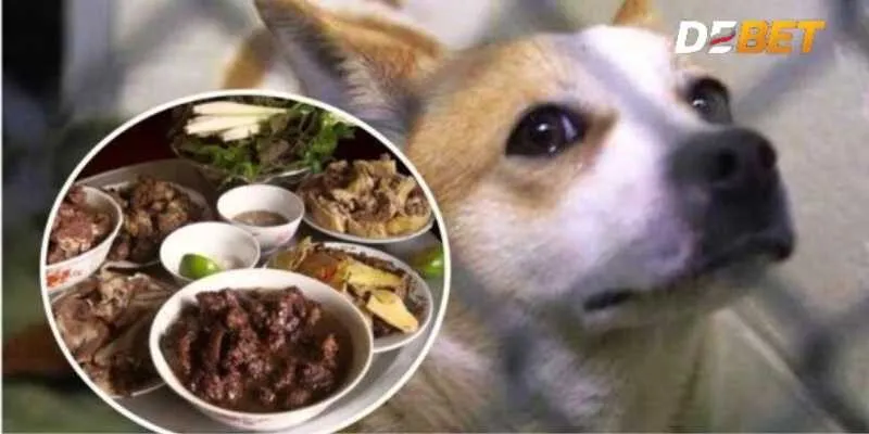 Ăn thịt chó điềm báo tốt hay xấu